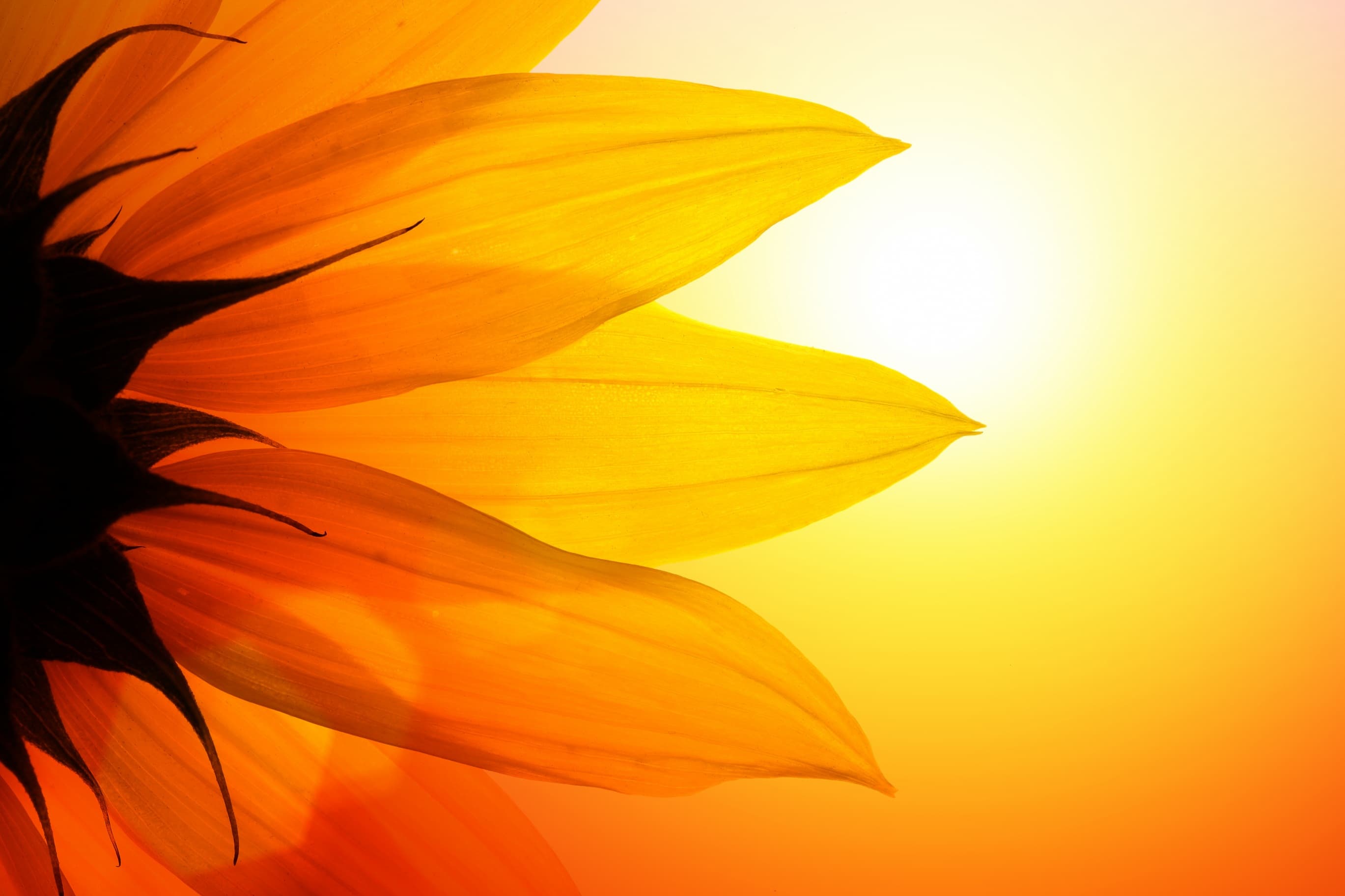 Sangha Meditation Hintergrund